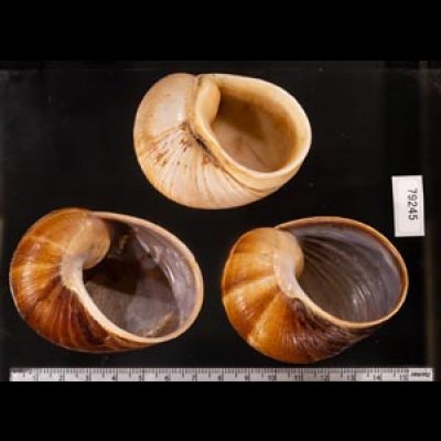 エイコウヤッコマイマイ Helicophanta gloriosafig.2