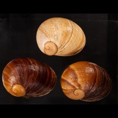 エイコウヤッコマイマイ Helicophanta gloriosafig.1