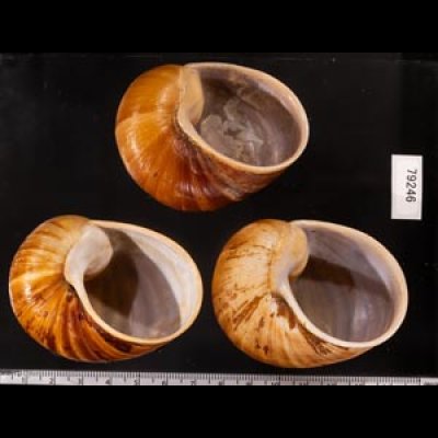 エイコウヤッコマイマイ Helicophanta gloriosafig.2