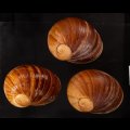 エイコウヤッコマイマイ