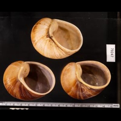 エイコウヤッコマイマイ Helicophanta gloriosafig.2
