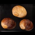 エイコウヤッコマイマイ