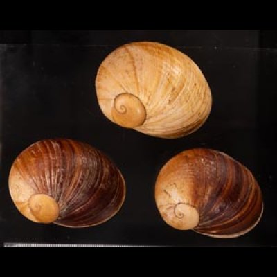 エイコウヤッコマイマイ Helicophanta gloriosafig.1
