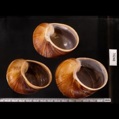 エイコウヤッコマイマイ Helicophanta gloriosafig.2