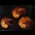 エイコウヤッコマイマイ