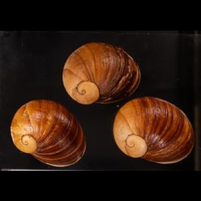 エイコウヤッコマイマイ Helicophanta gloriosafig.1
