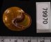 モリノオウシュウマイマイ Cepaea nemoralisfig.2