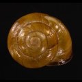 モリノオウシュウマイマイ