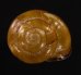 モリノオウシュウマイマイ Cepaea nemoralisfig.1