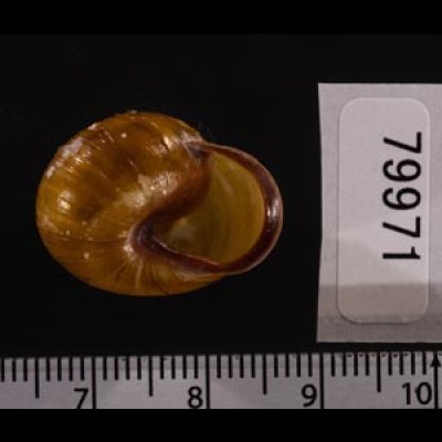 モリノオウシュウマイマイ Cepaea nemoralisfig.2
