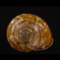 モリノオウシュウマイマイ
