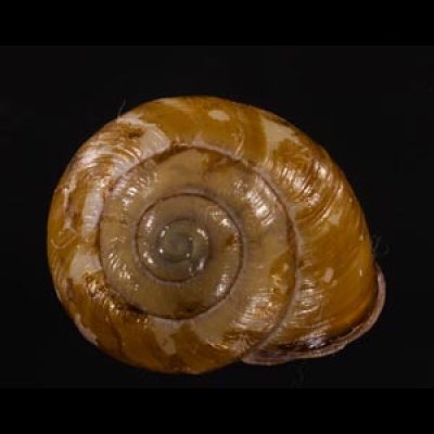 モリノオウシュウマイマイ Cepaea nemoralisfig.1