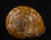 モリノオウシュウマイマイ Cepaea nemoralisfig.1