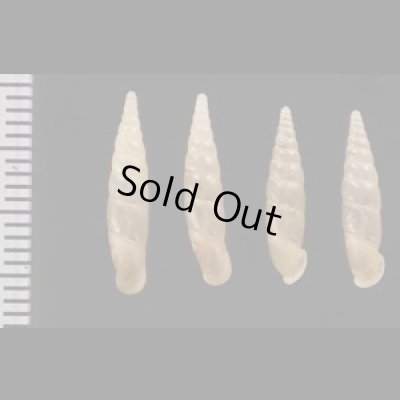 画像2: スグヒダギセル  SALE!