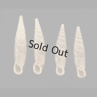 画像1: スグヒダギセル  SALE!