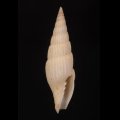 Vexillum varicosum タカクワツクシの仲間 Albino