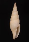 Vexillum varicosum タカクワツクシの仲間 Albino