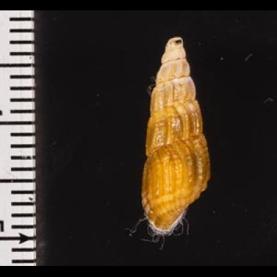 タテヒダカワニナ Semisulcospira decipiensfig.2