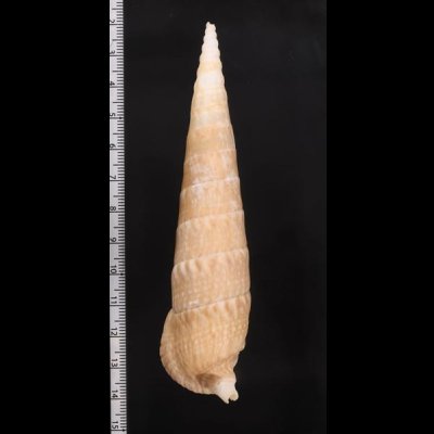ユウビタケノコカニモリ Pseudovertagus nobilisfig.2