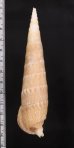 ユウビタケノコカニモリ Pseudovertagus nobilisfig.2