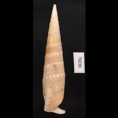 ユウビタケノコカニモリ Pseudovertagus nobilisfig.3