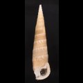 ユウビタケノコカニモリ