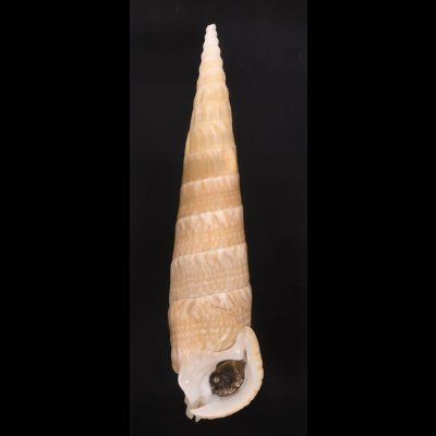 ユウビタケノコカニモリ Pseudovertagus nobilisfig.1