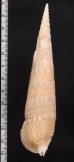ユウビタケノコカニモリ Pseudovertagus nobilisfig.2