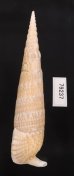 ユウビタケノコカニモリ Pseudovertagus nobilisfig.3