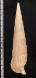 ユウビタケノコカニモリ Pseudovertagus nobilisfig.2