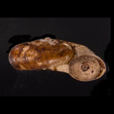 ヒラアツブタガイ Cyclotus discoideusfig.2