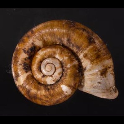 ヒラアツブタガイ Cyclotus discoideusfig.1