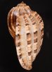 コトショクコウラ Harpa articularisfig.3