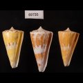 Conus voluminalis ミズヒキイモ