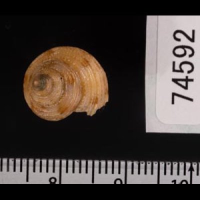 コシタカエビス Calliostoma consorsfig.2