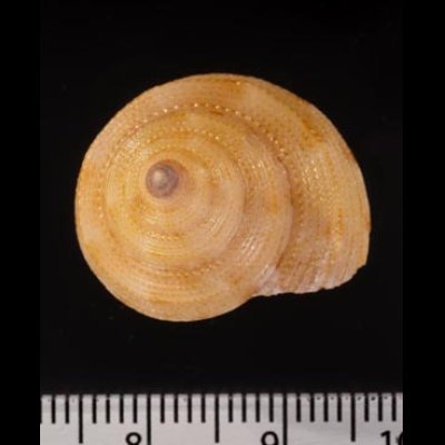 コシタカエビス Calliostoma consorsfig.2