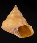 Calliostoma consors コシタカエビス