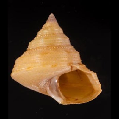 コシタカエビス Calliostoma consorsfig.1