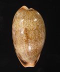 Erronea caurica elongata ナガカバフダカラ