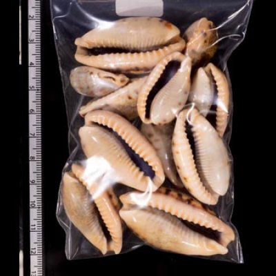 ナガカバフダカラ Erronea caurica elongatafig.2