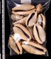 ナガカバフダカラ Erronea caurica elongatafig.2