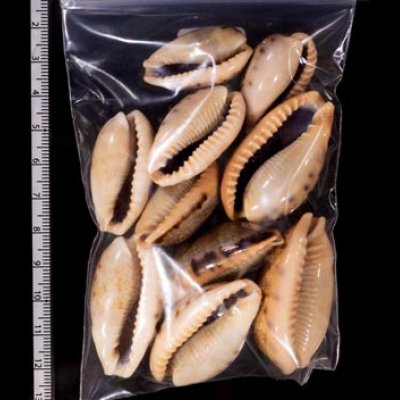 ナガカバフダカラ Erronea caurica elongatafig.2