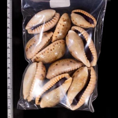 ナガカバフダカラ Erronea caurica elongatafig.2