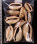 ナガカバフダカラ Erronea caurica elongatafig.2