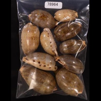 ナガカバフダカラ Erronea caurica elongatafig.1