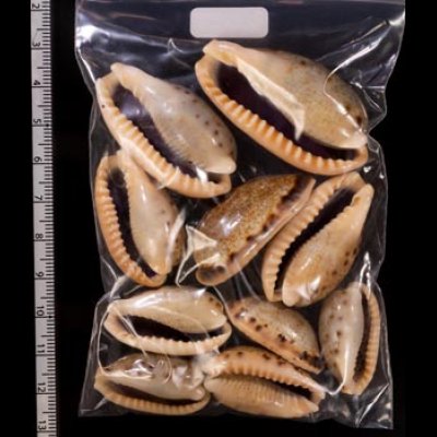 ナガカバフダカラ Erronea caurica elongatafig.2