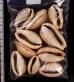 ナガカバフダカラ Erronea caurica elongatafig.2