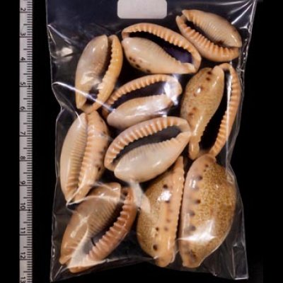 ナガカバフダカラ Erronea caurica elongatafig.2