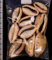 ナガカバフダカラ Erronea caurica elongatafig.2