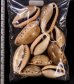ナガカバフダカラ Erronea caurica elongatafig.2